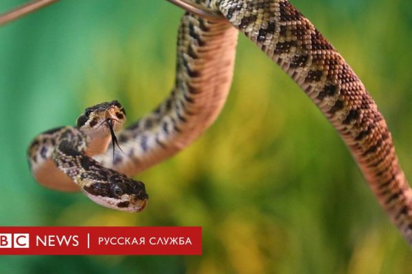 Кракен мага