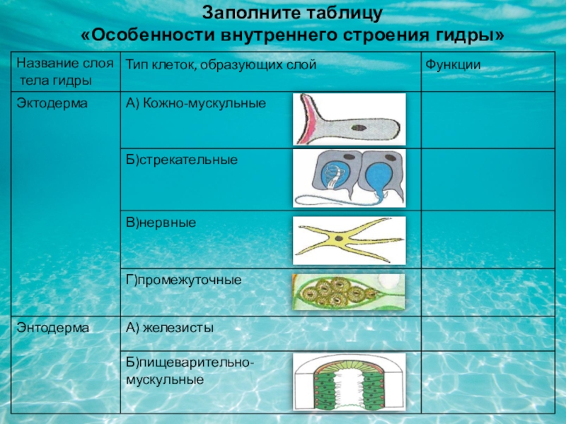 Ссылки даркнета